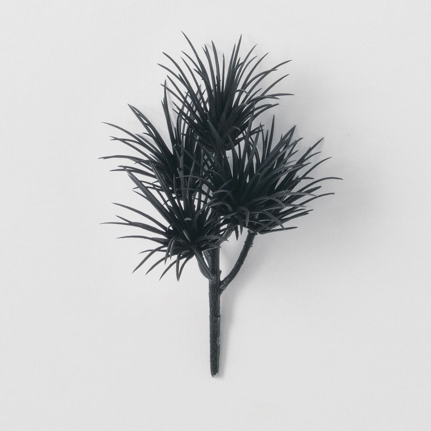 Black Succulent