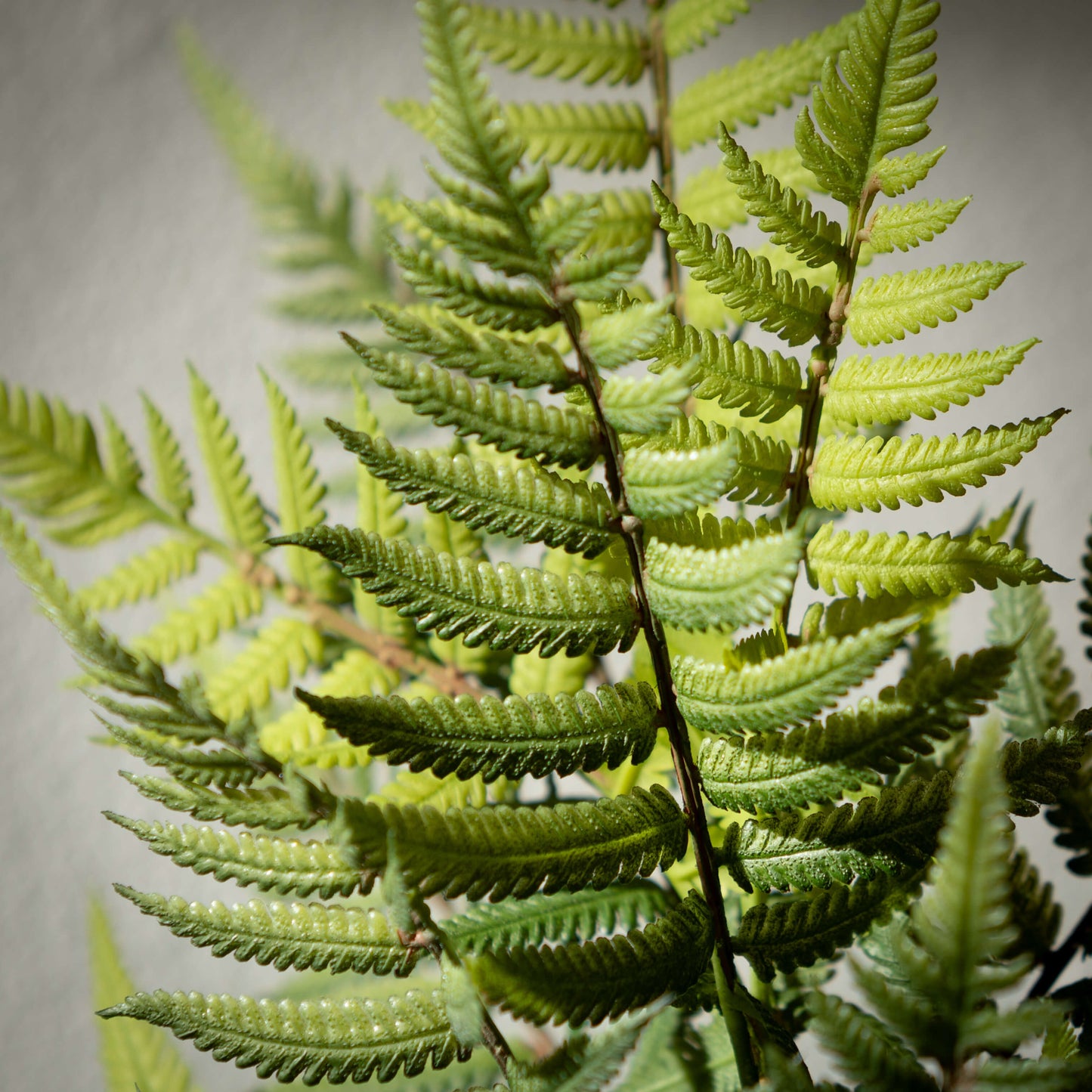 Fern in Ball