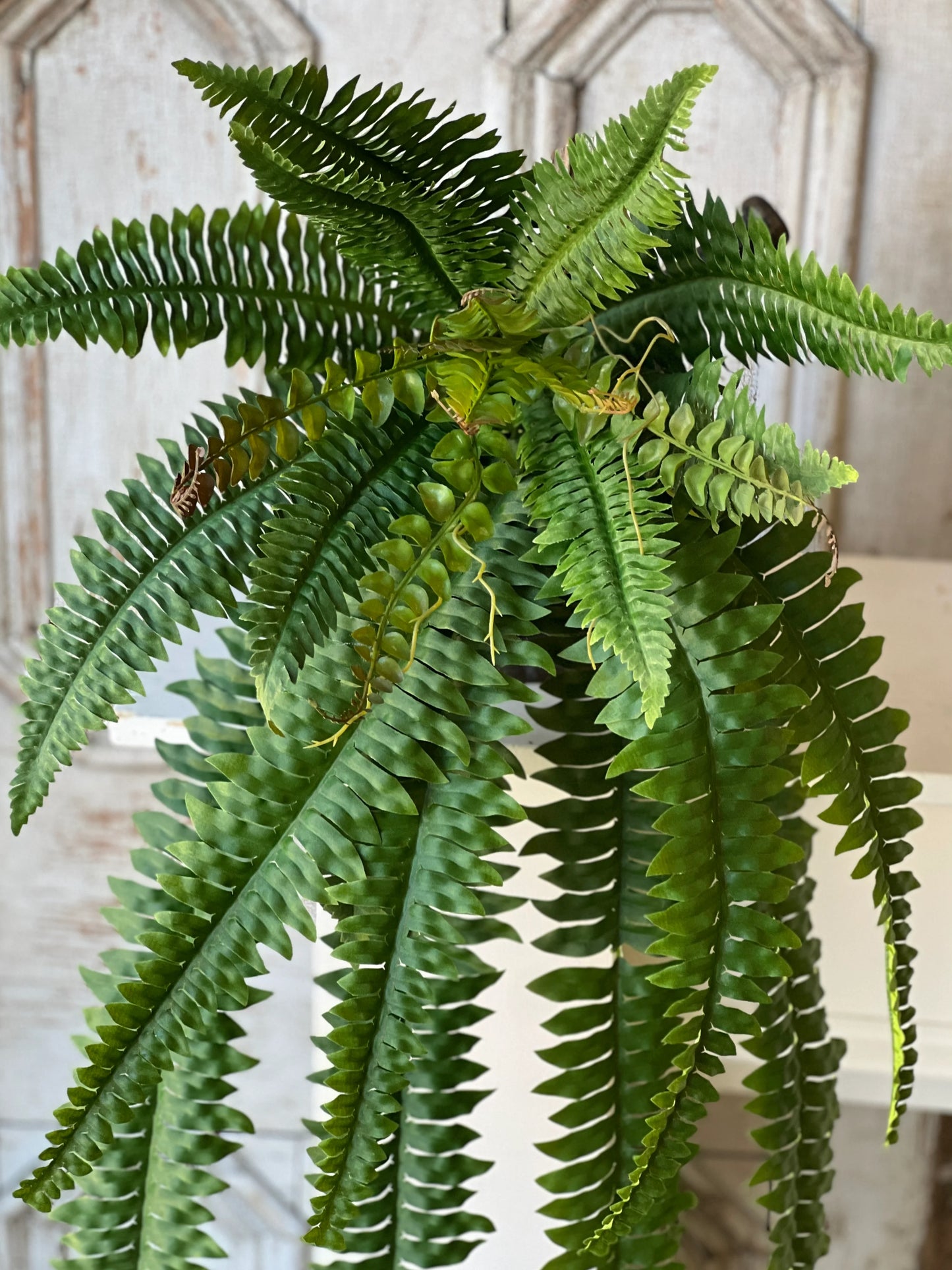 36" Niagara Fern Hanging