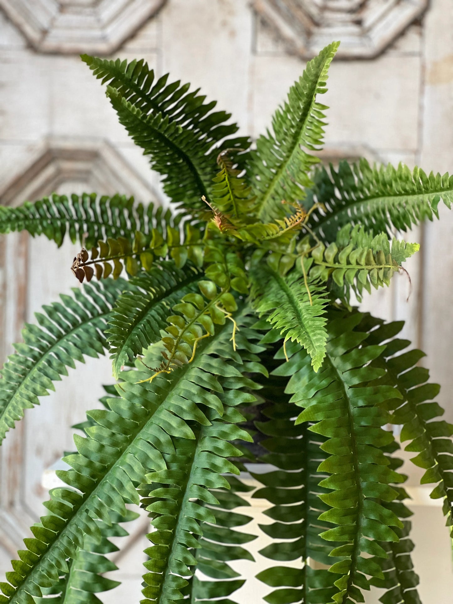 36" Niagara Fern Hanging