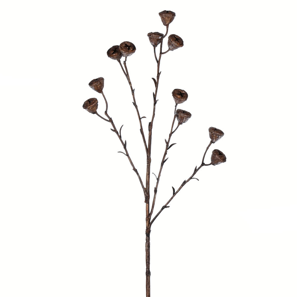 Brown Labill Spray