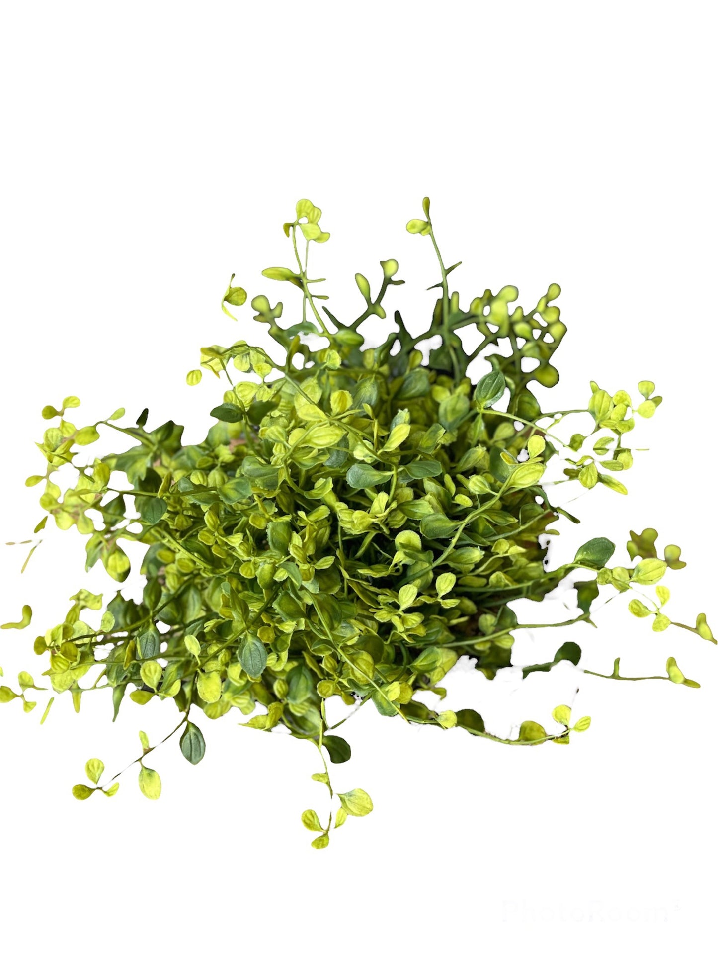 Bog Pimpernel Half Sphere | 12" | Green