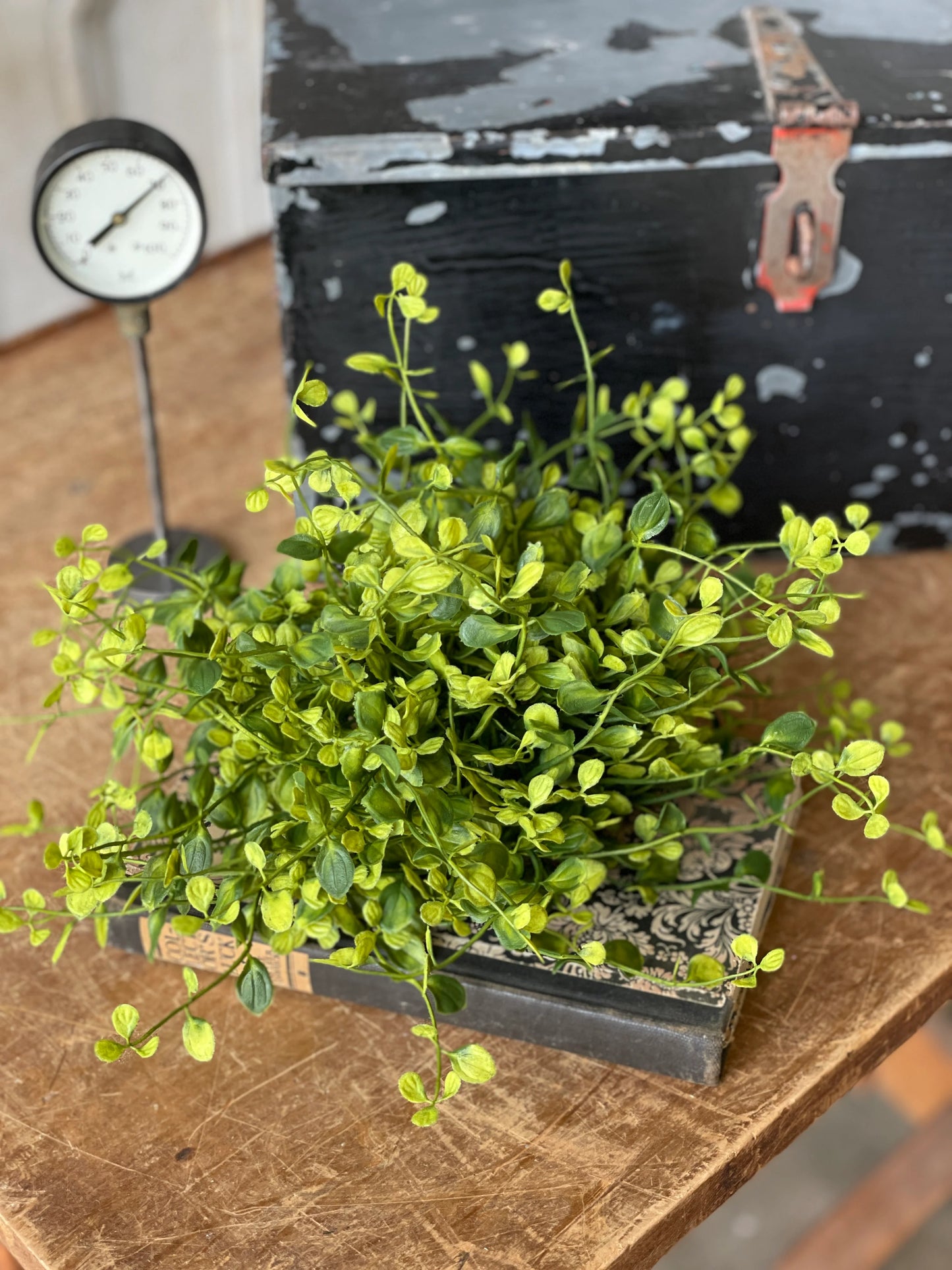 Bog Pimpernel Half Sphere | 12" | Green