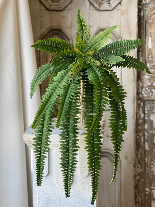 36" Niagara Fern Hanging