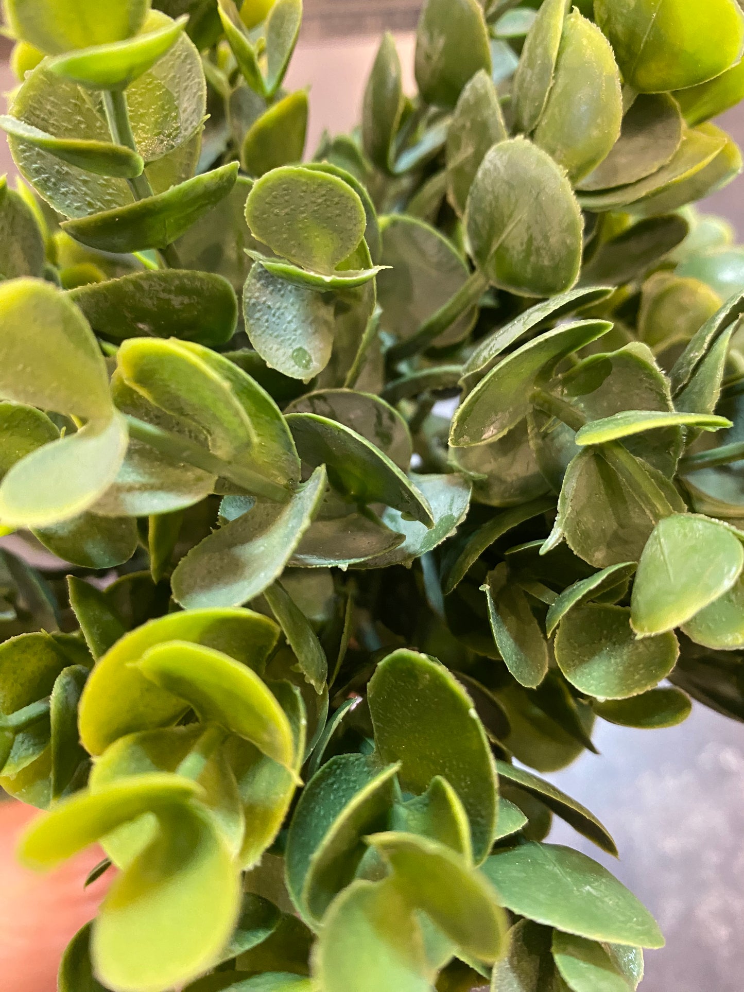 SUCCULENT BUSH NATURAL TOUCH