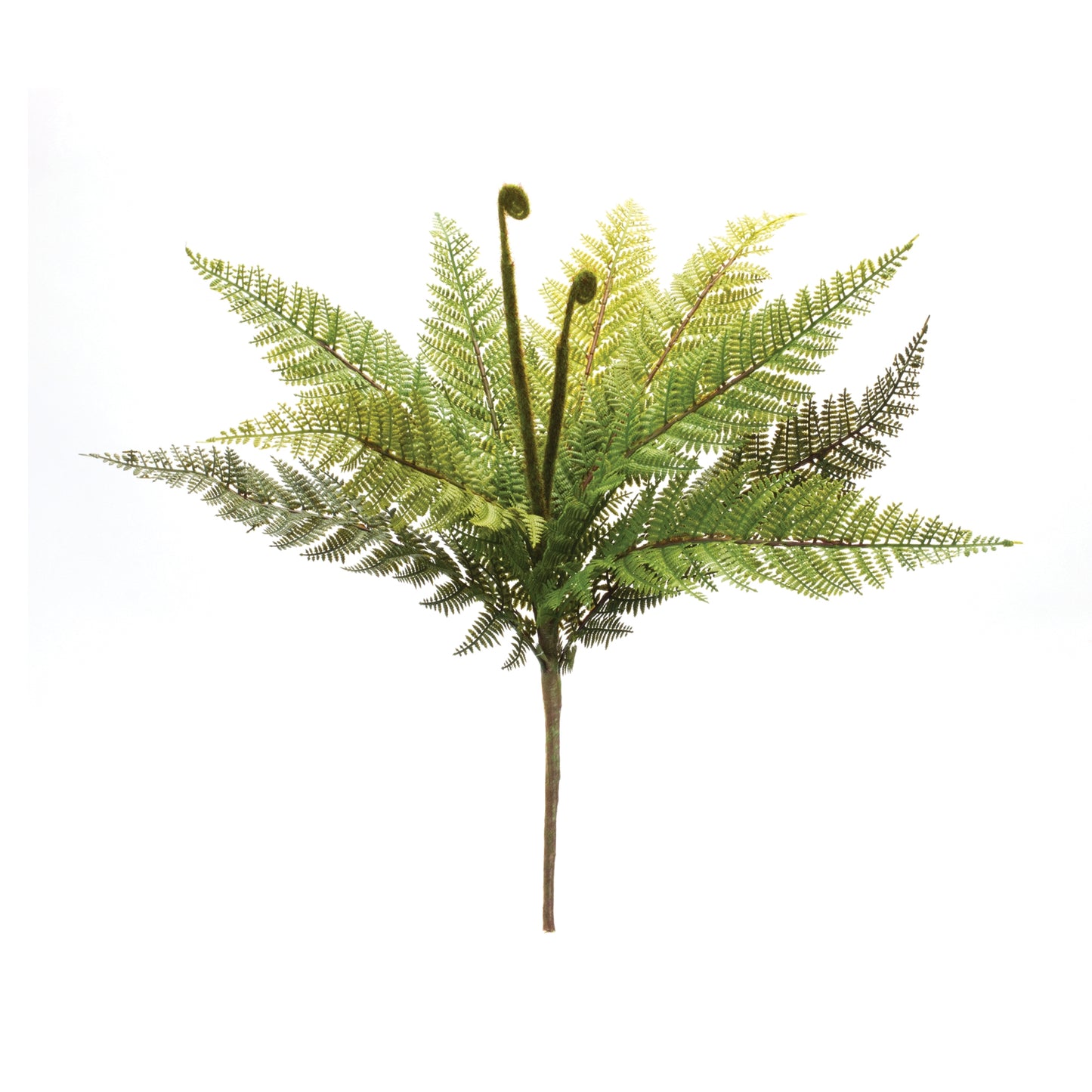 Fern Bush 19"H