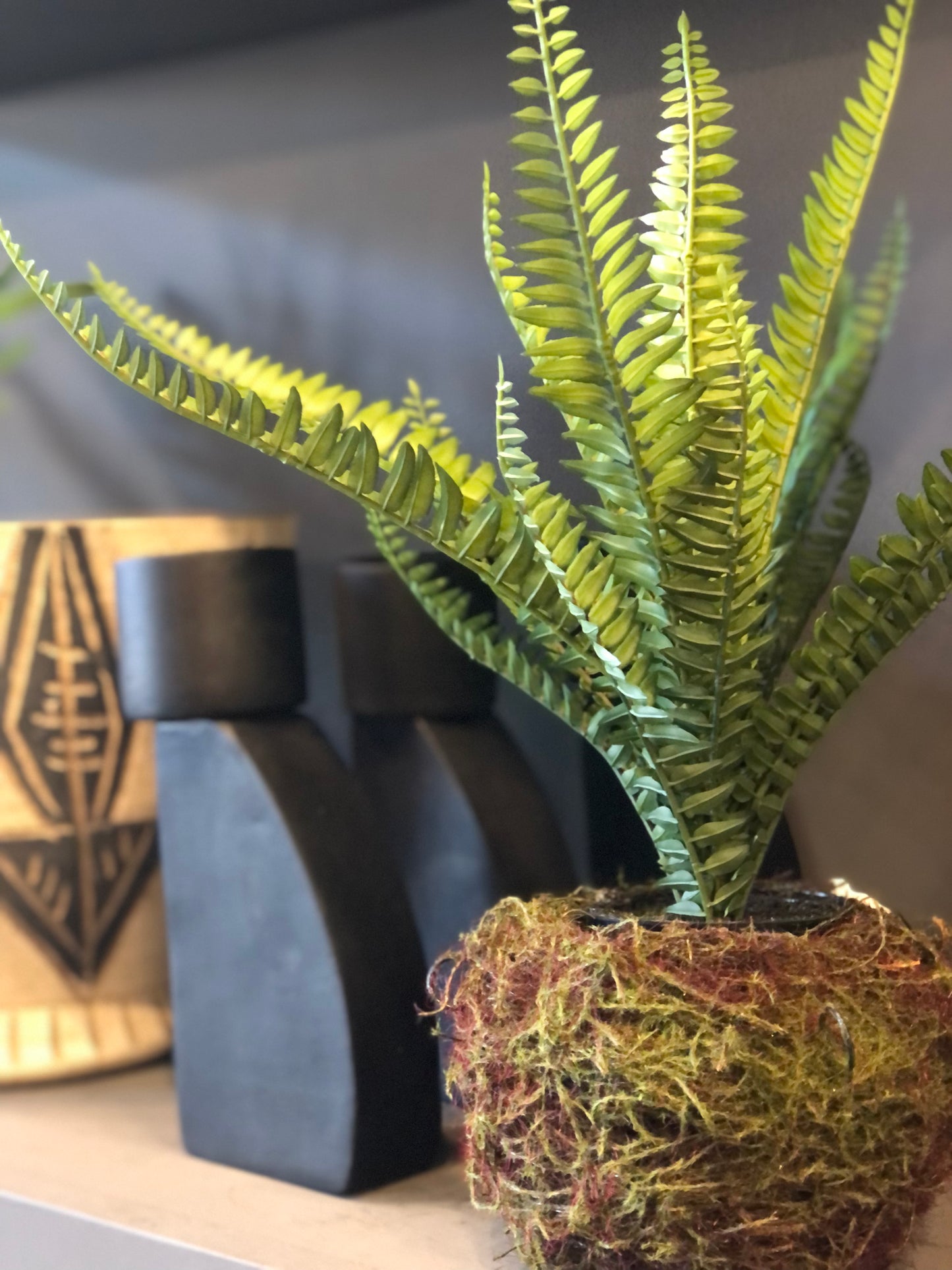 Nested Boston Fern | 14"