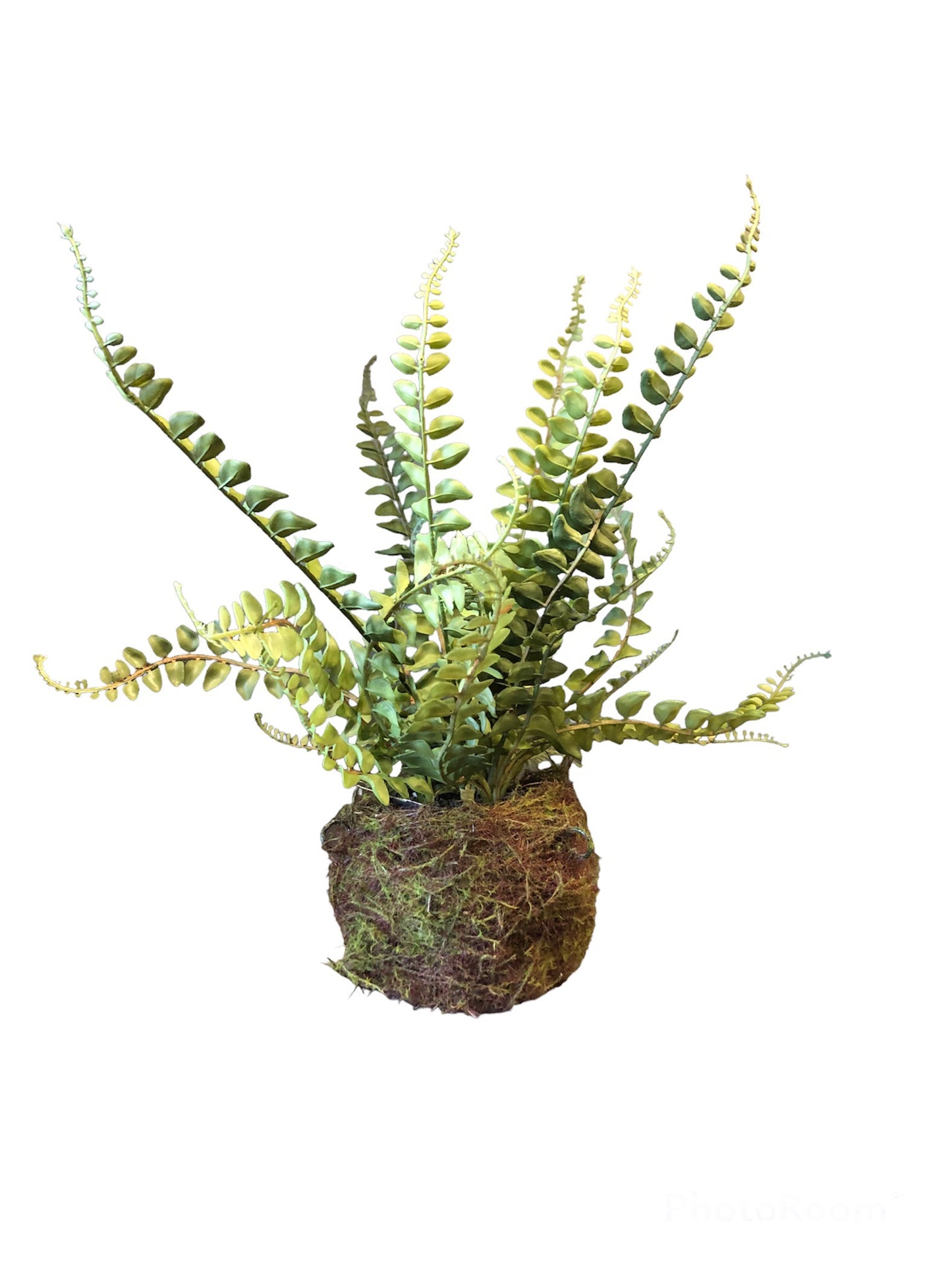 Nested Northwest Fern | 18.5"