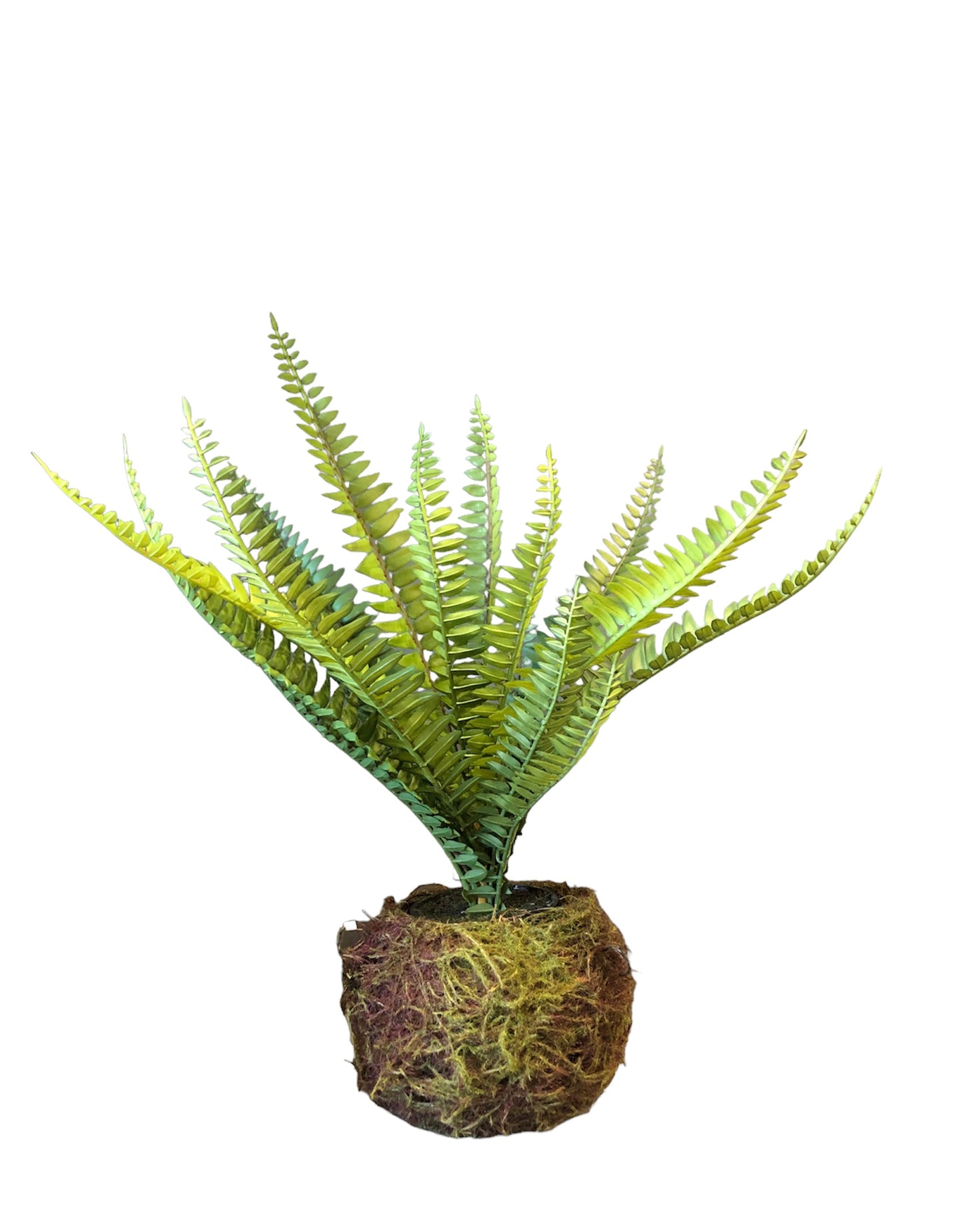 Nested Boston Fern | 14"