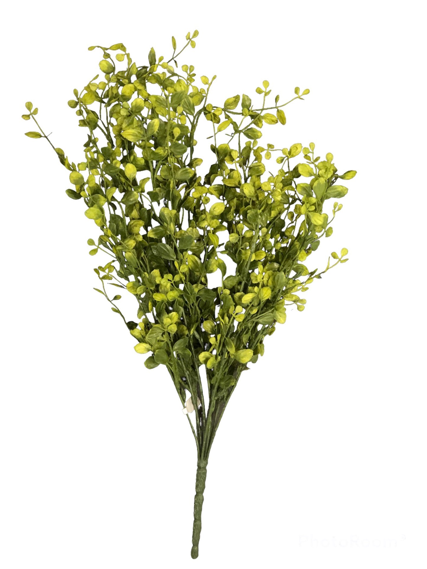 Bog Pimpernel Bush | Yellow/Green | 20"