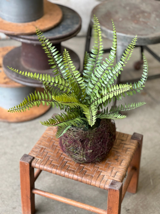 Nested Boston Fern | 14"