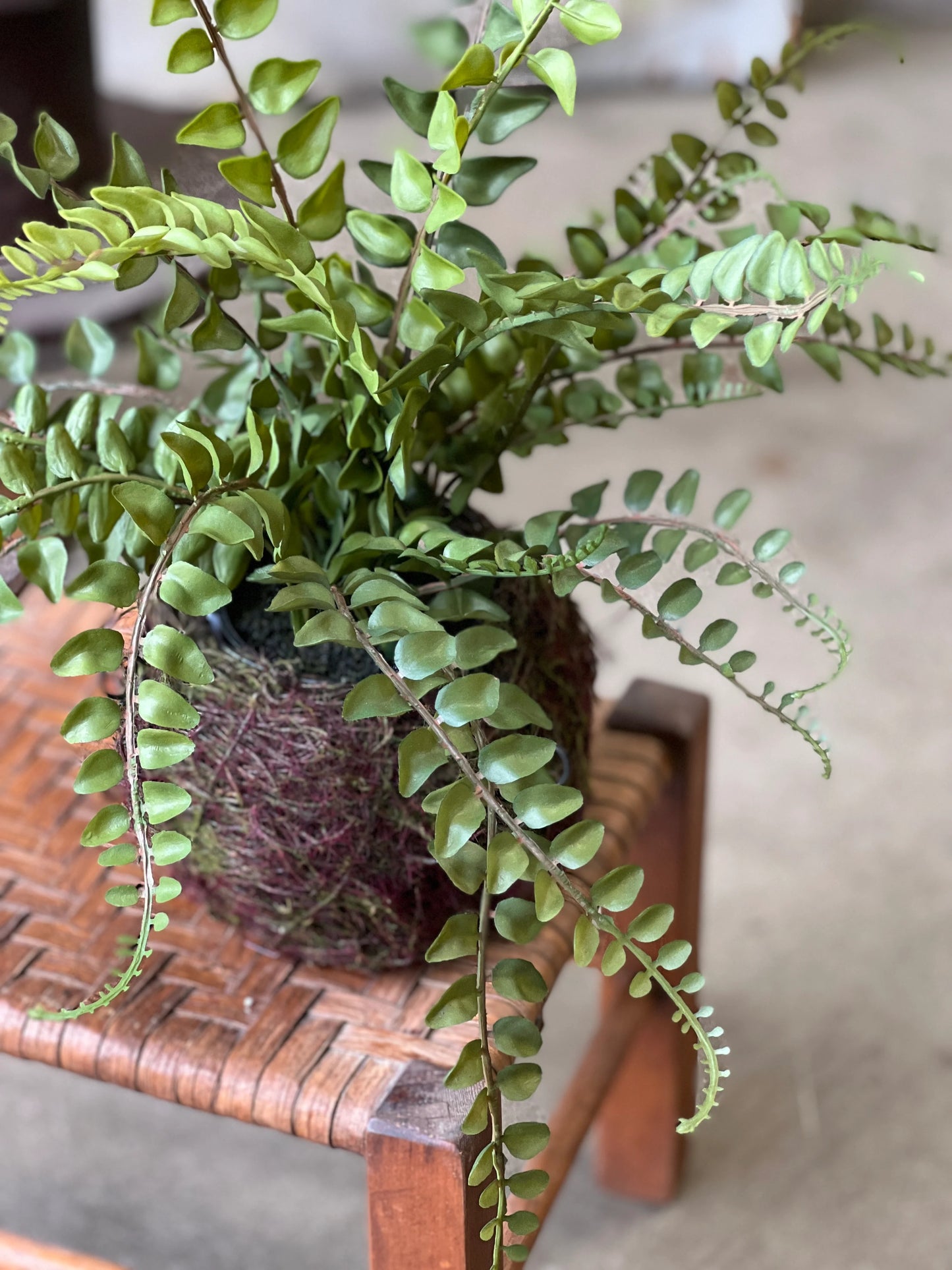 Nested Northwest Fern | 18.5"