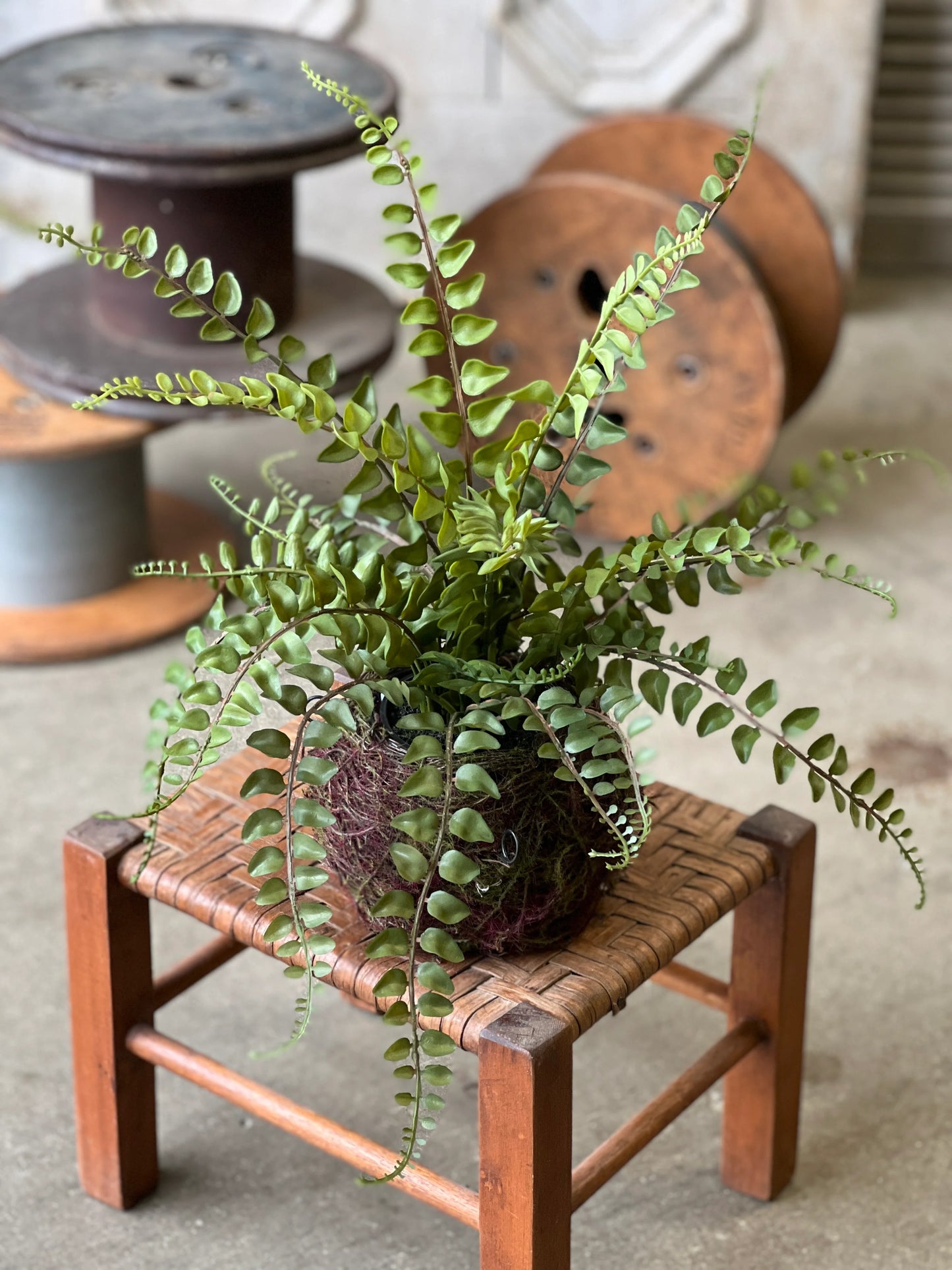 Nested Northwest Fern | 18.5"