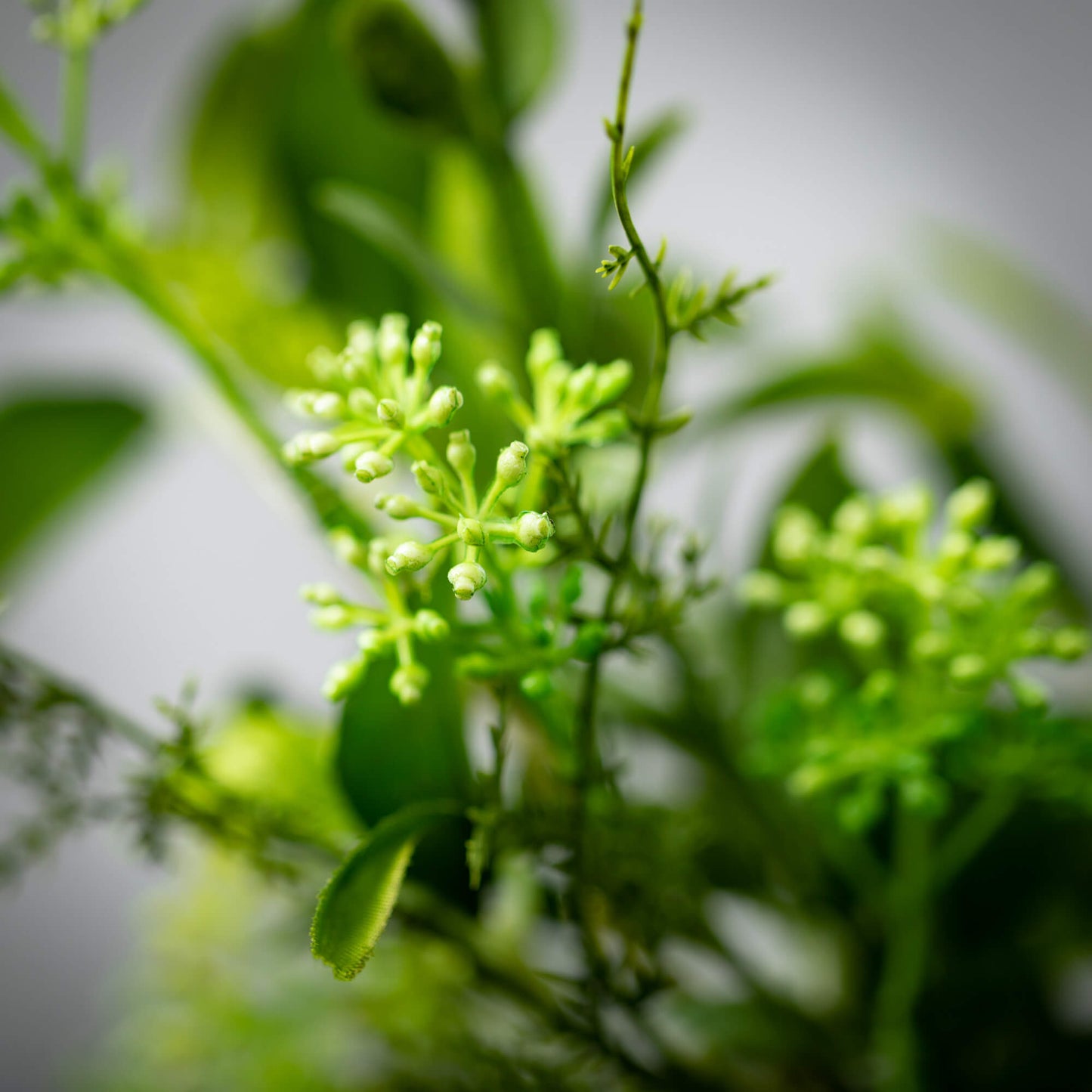 VERDANT LEAFY FOLIAGE ORB